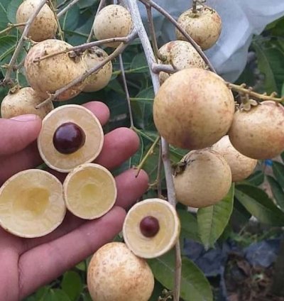 Longan Fruit Plant Seedling