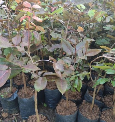 Red Longan Fruit Plant Seedling