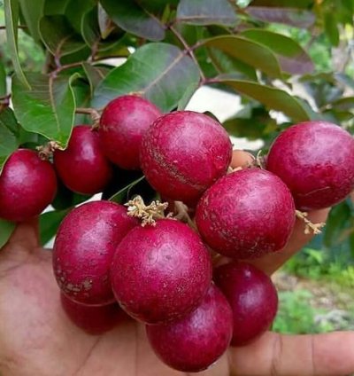 Red Longan Fruit Plant Seedling
