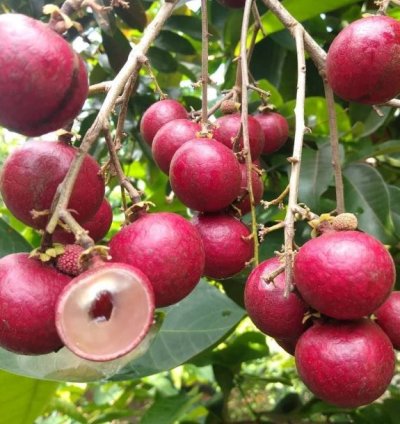 Red Longan Fruit Plant Seedling