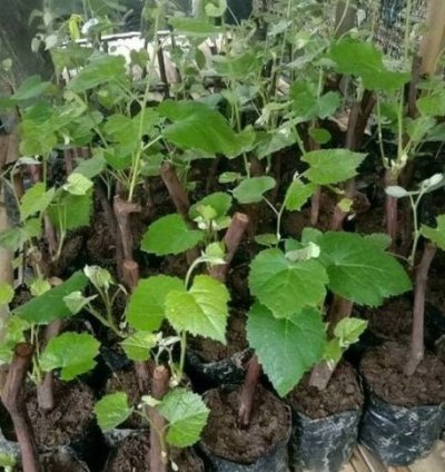 Red Grape Fruit Plant Seedling
