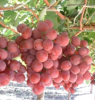 Red Grape Fruit Plant Seedling