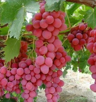 Red Grape Fruit Plant Seedling