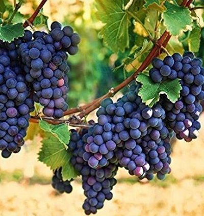 Purple Grape Fruit Plant Seedling