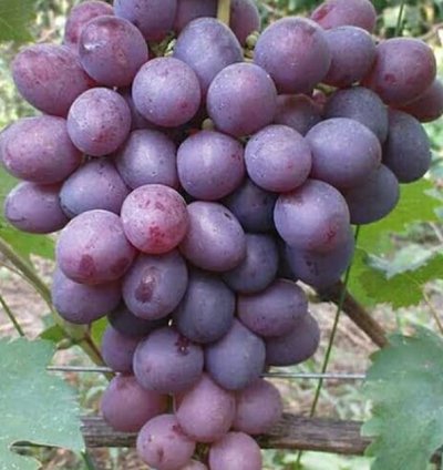 Purple Grape Fruit Plant Seedling