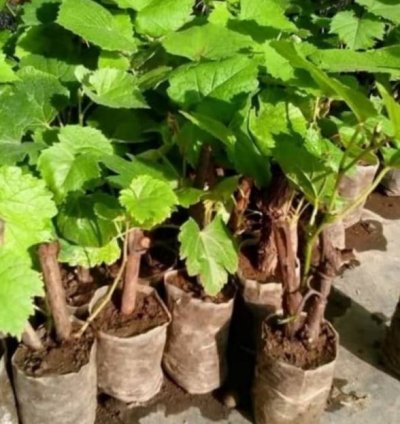 Purple Grape Fruit Plant Seedling