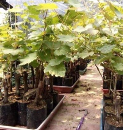 Banana Grape Fruit Plant Seedling