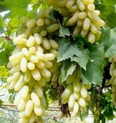 Banana Grape Fruit Plant Seedling