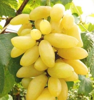 Banana Grape Fruit Plant Seedling