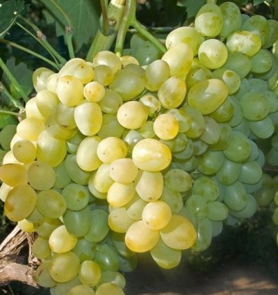 Green Grape Fruit Plant Seedling