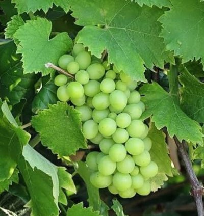 Green Grape Fruit Plant Seedling