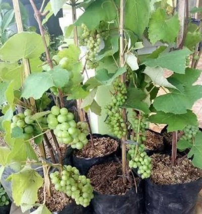 Green Grape Fruit Plant Seedling