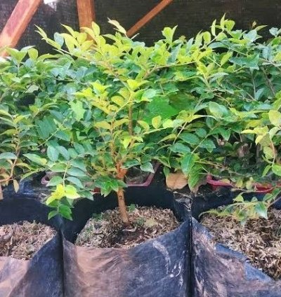 Brazil Grape Fruit Plant Seedling