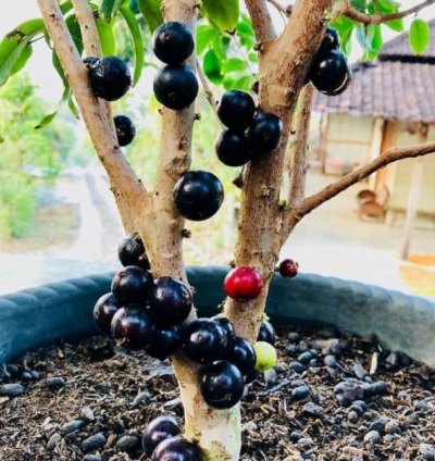 Brazil Grape Fruit Plant Seedling