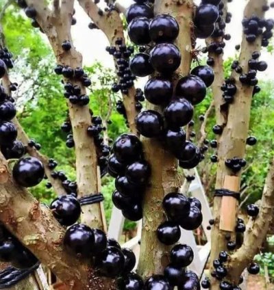Brazil Grape Fruit Plant Seedling