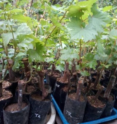 Transfiguration Grape Plant Seedling