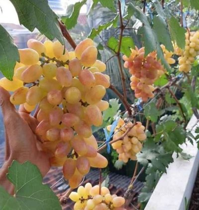 Transfiguration Grape Plant Seedling