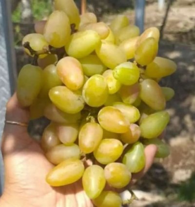 Transfiguration Grape Plant Seedling