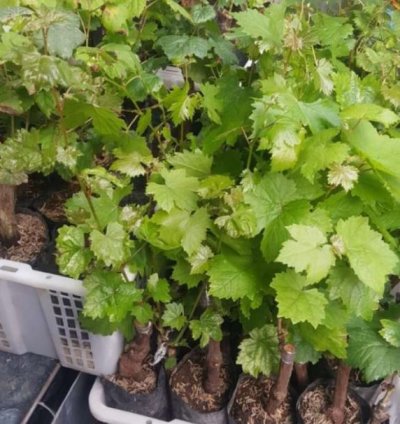 Moondrop Grape Plant Seedling