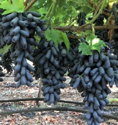 Moondrop Grape Plant Seedling