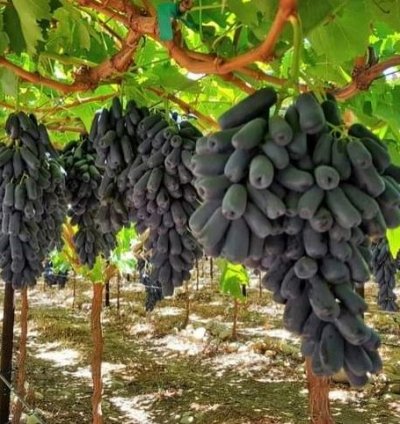 Moondrop Grape Plant Seedling