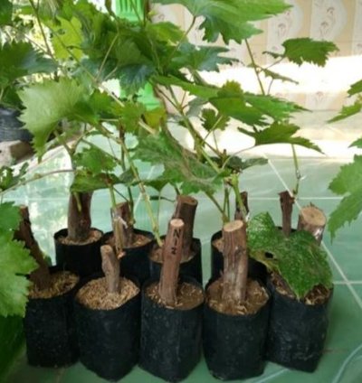 Oscar Grape Plant Seedling