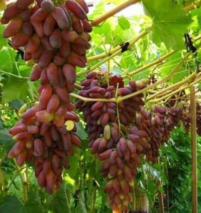 Oscar Grape Plant Seedling