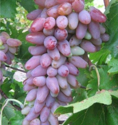 Oscar Grape Plant Seedling