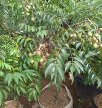 Dondong Fruit Plant Seedling