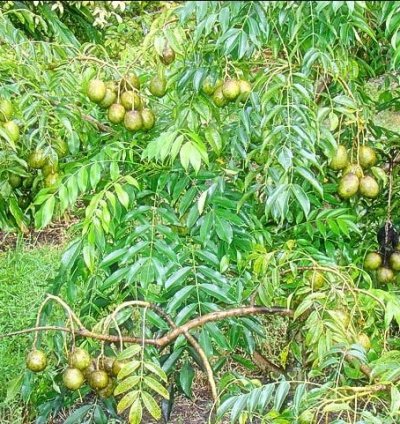 Dondong Fruit Plant Seedling