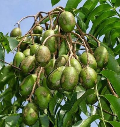 Dondong Fruit Plant Seedling