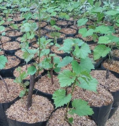Jupiter Grape Plant Seedling