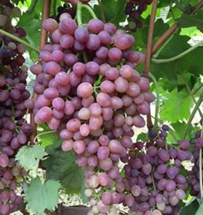 Jupiter Grape Plant Seedling