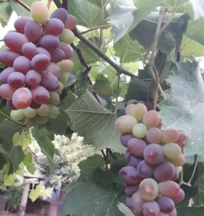 Jupiter Grape Plant Seedling