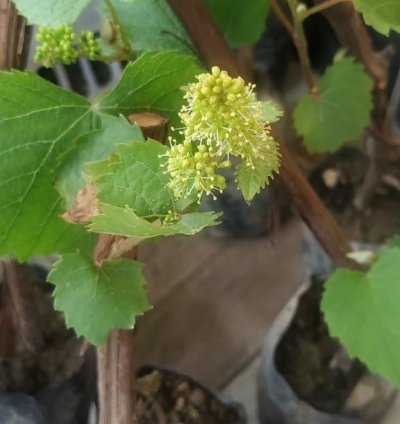 Isabella Grape Plant Seedling