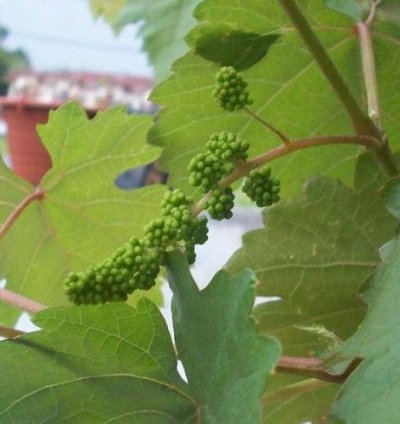 Isabella Grape Plant Seedling