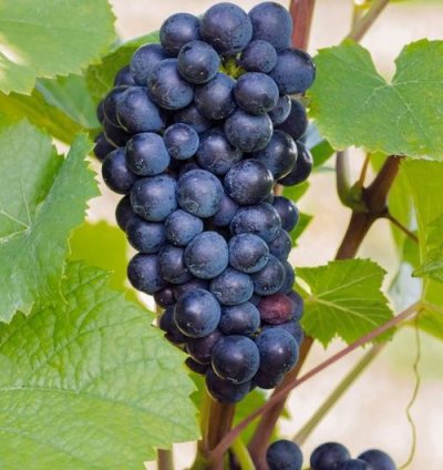 Isabella Grape Plant Seedling