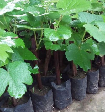 Red Master Grape Plant Seedling