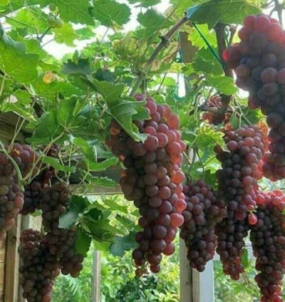 Red Master Grape Plant Seedling