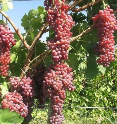 Red Master Grape Plant Seedling