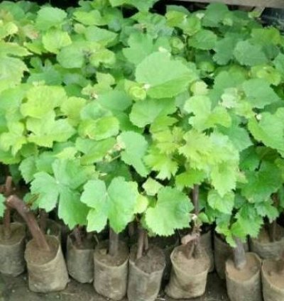 Red Globe Grape Plant Seedling