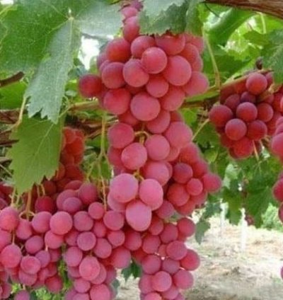 Red Globe Grape Plant Seedling