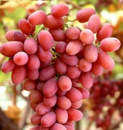 Red Globe Grape Plant Seedling