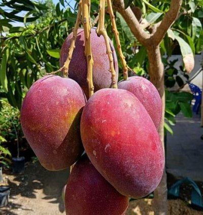 Irwin Mango Plant Seedling