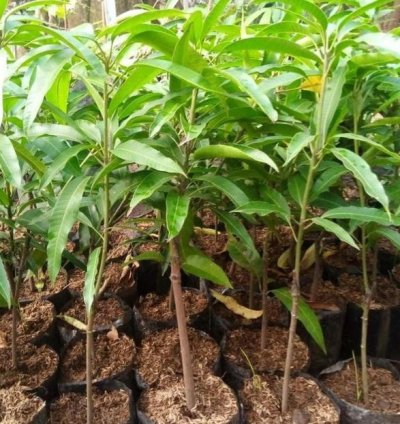 Irwin Mango Plant Seedling