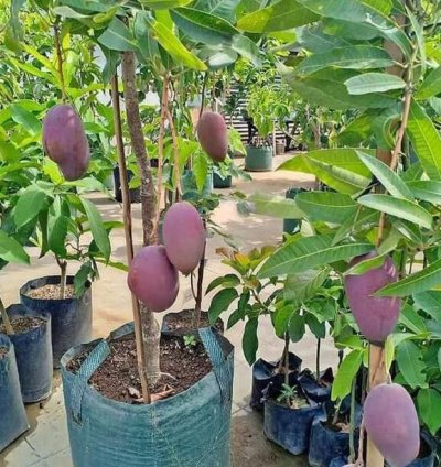Irwin Mango Plant Seedling