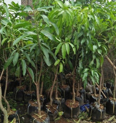 Super Manalagi Mango Plant Seedling