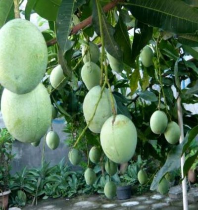 Super Manalagi Mango Plant Seedling