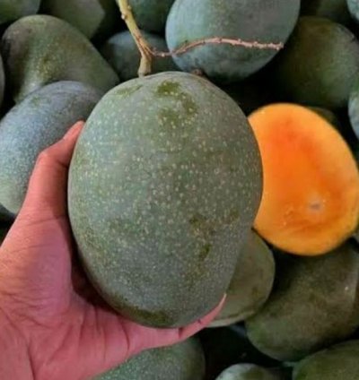 Super Manalagi Mango Plant Seedling