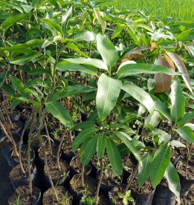 Golek Mango Plant Seedling